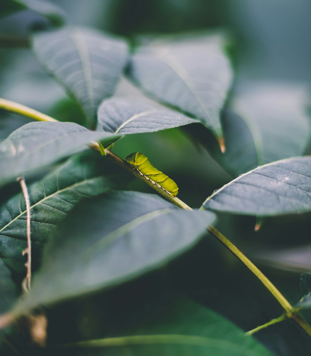 shallow lens photography of green plant