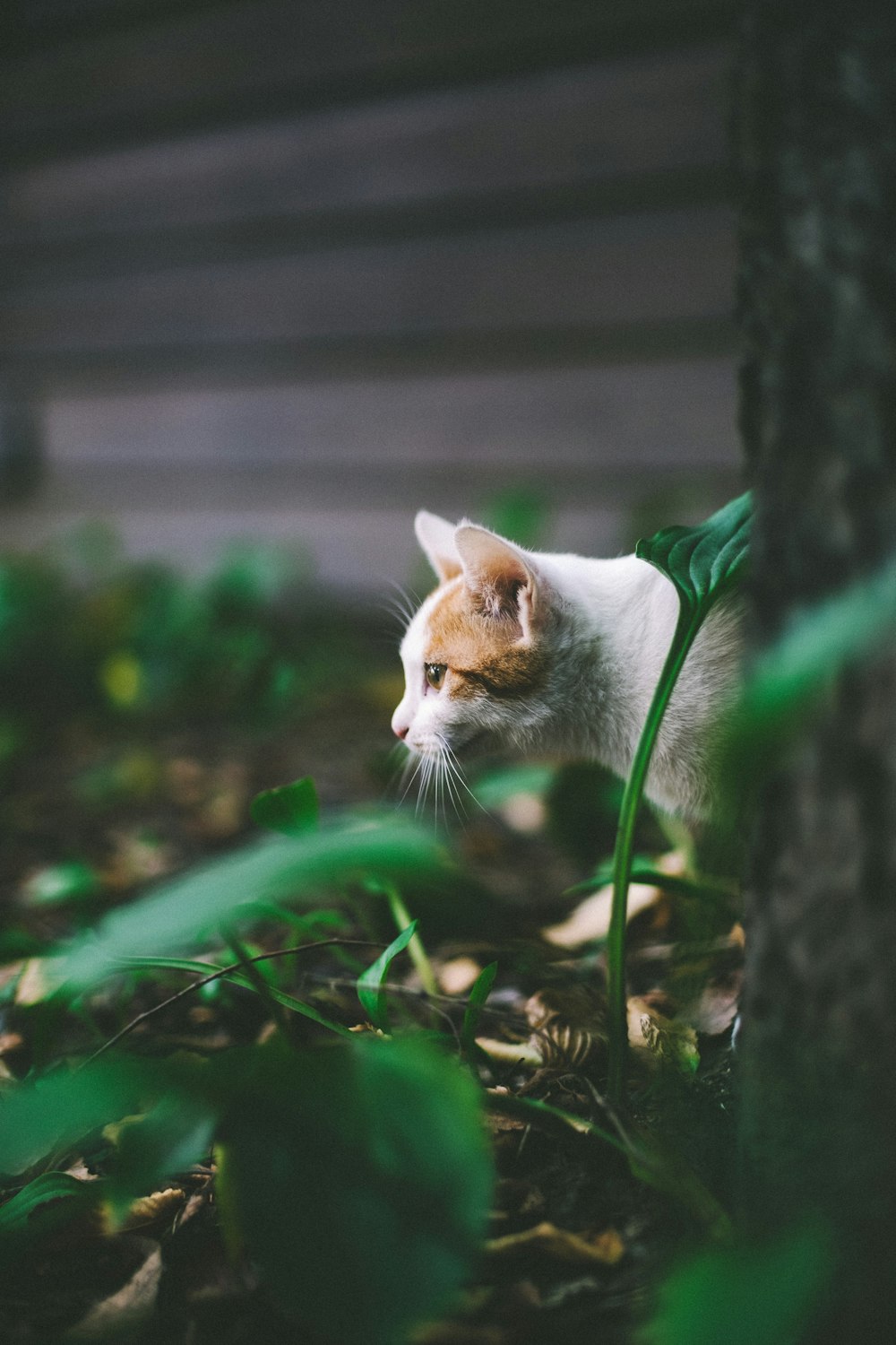 white and brown fur cat