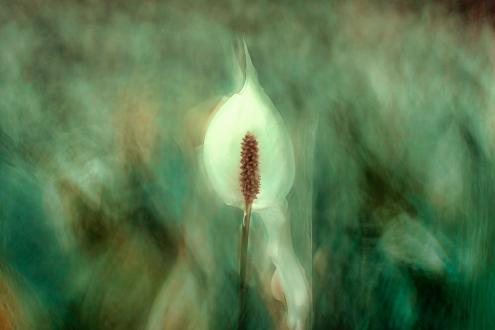 white petaled flower