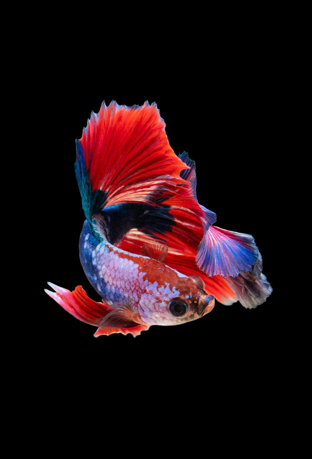 red and silver guppy fish
