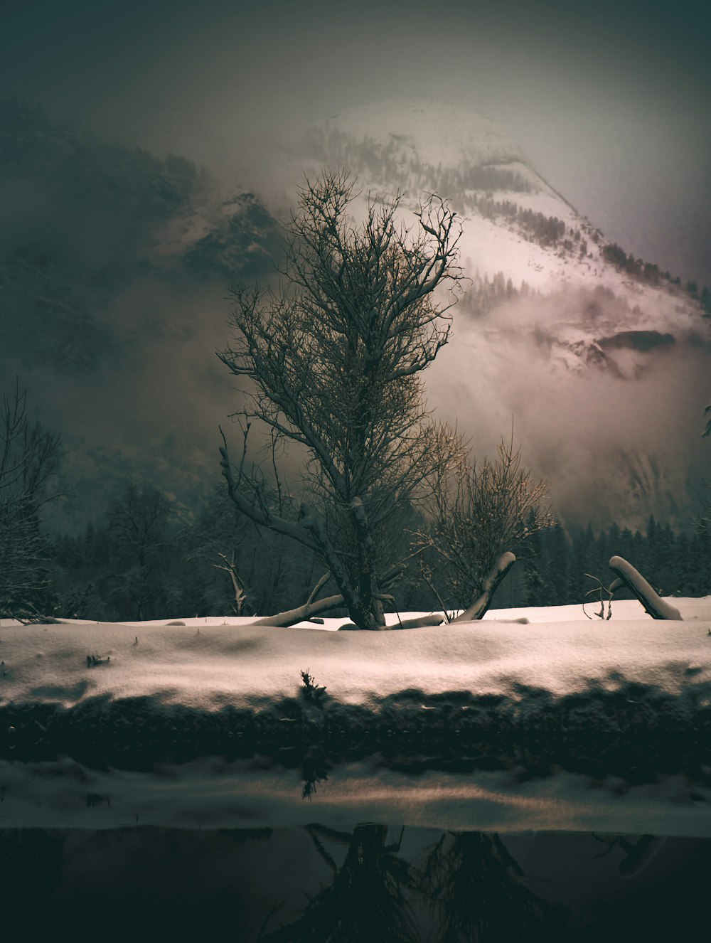 雪をかぶった山の近くの裸の木