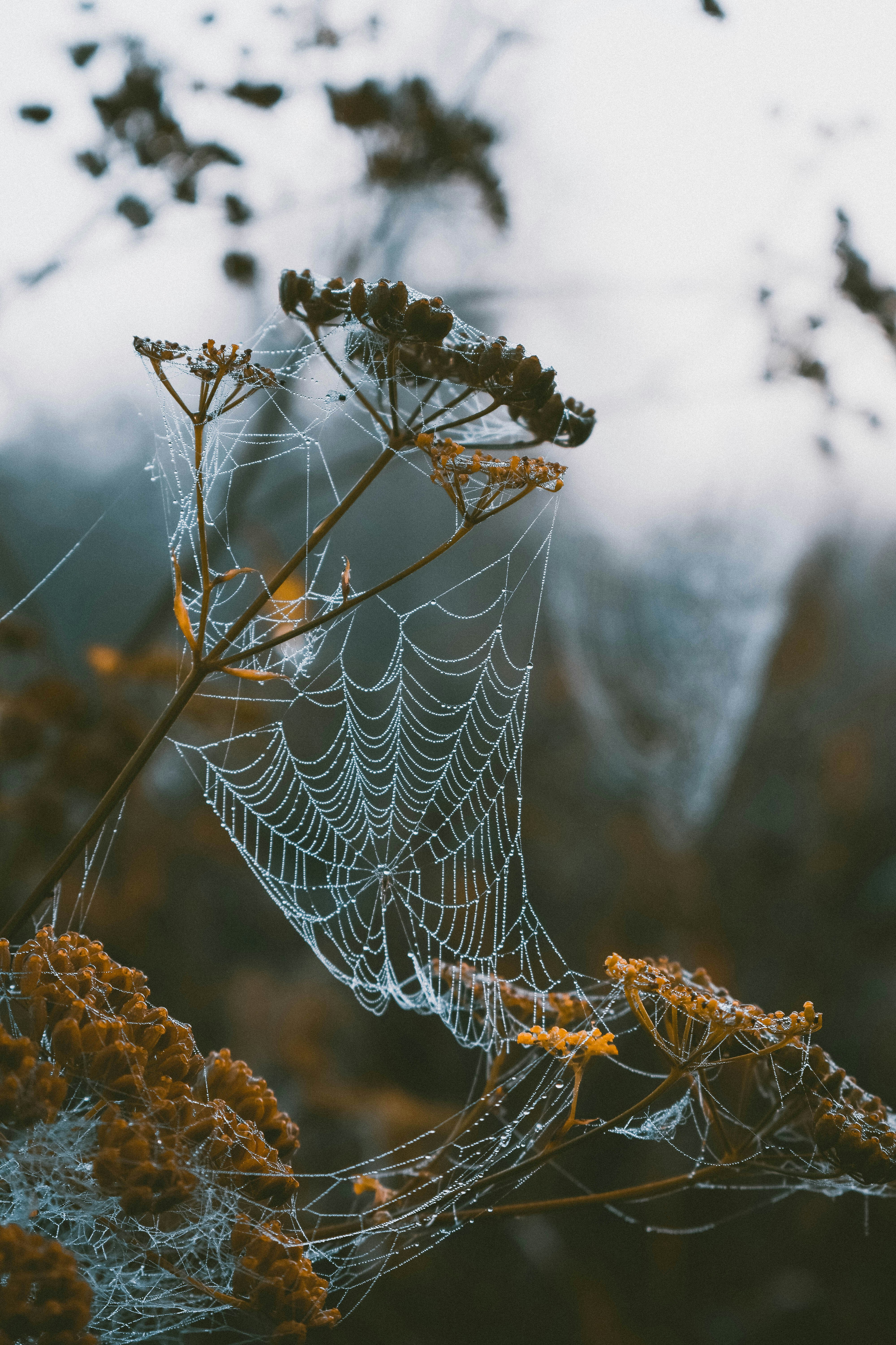 spider web on plant photo Free Grey Image on Unsplash