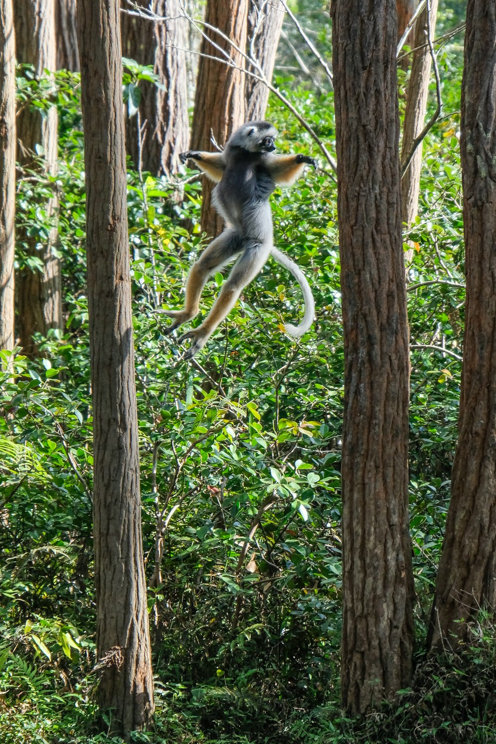 gray lemur near tree