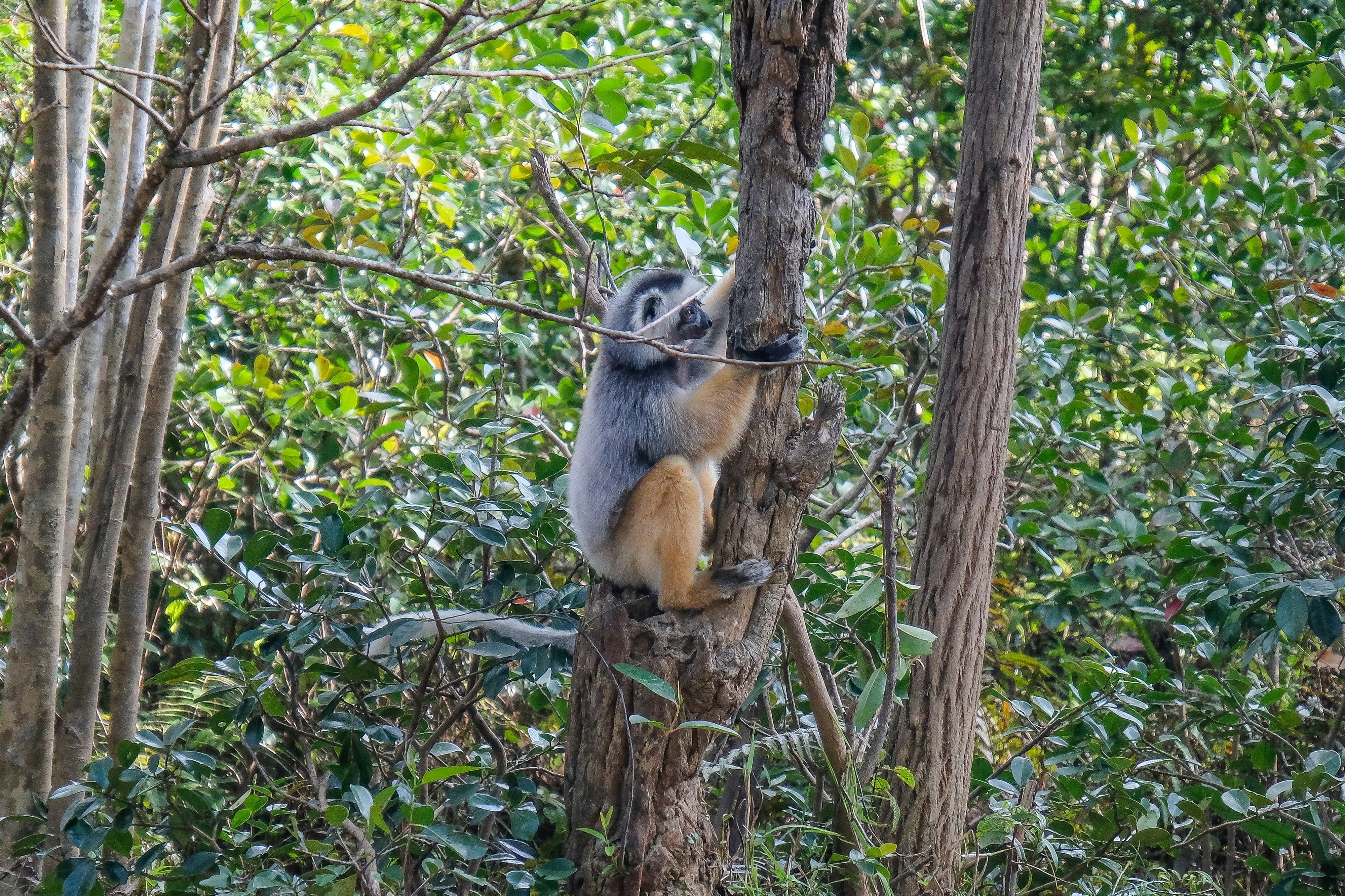 Tulear, Madagascar (Ifaty’s Spiny Forest) - Lemur Sifaka_2