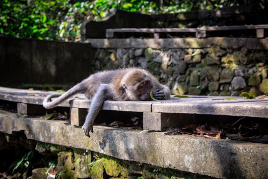 brown monkey in Ubud Indonesia