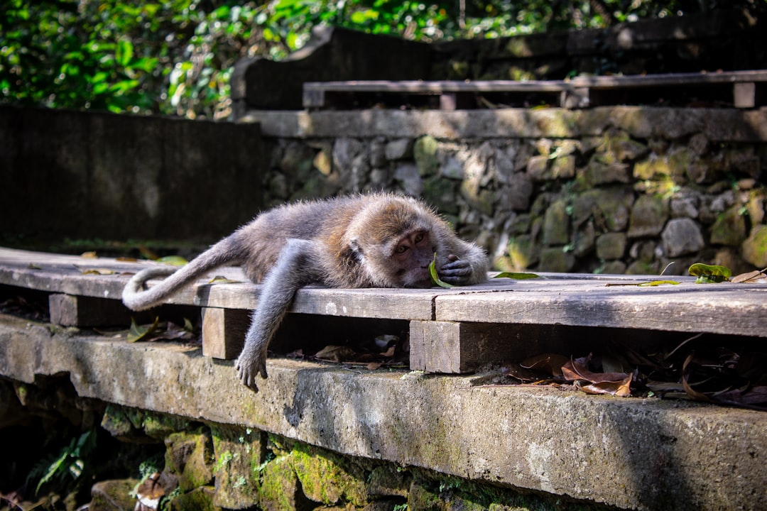 Wildlife photo spot Ubud Uluwatu Temple