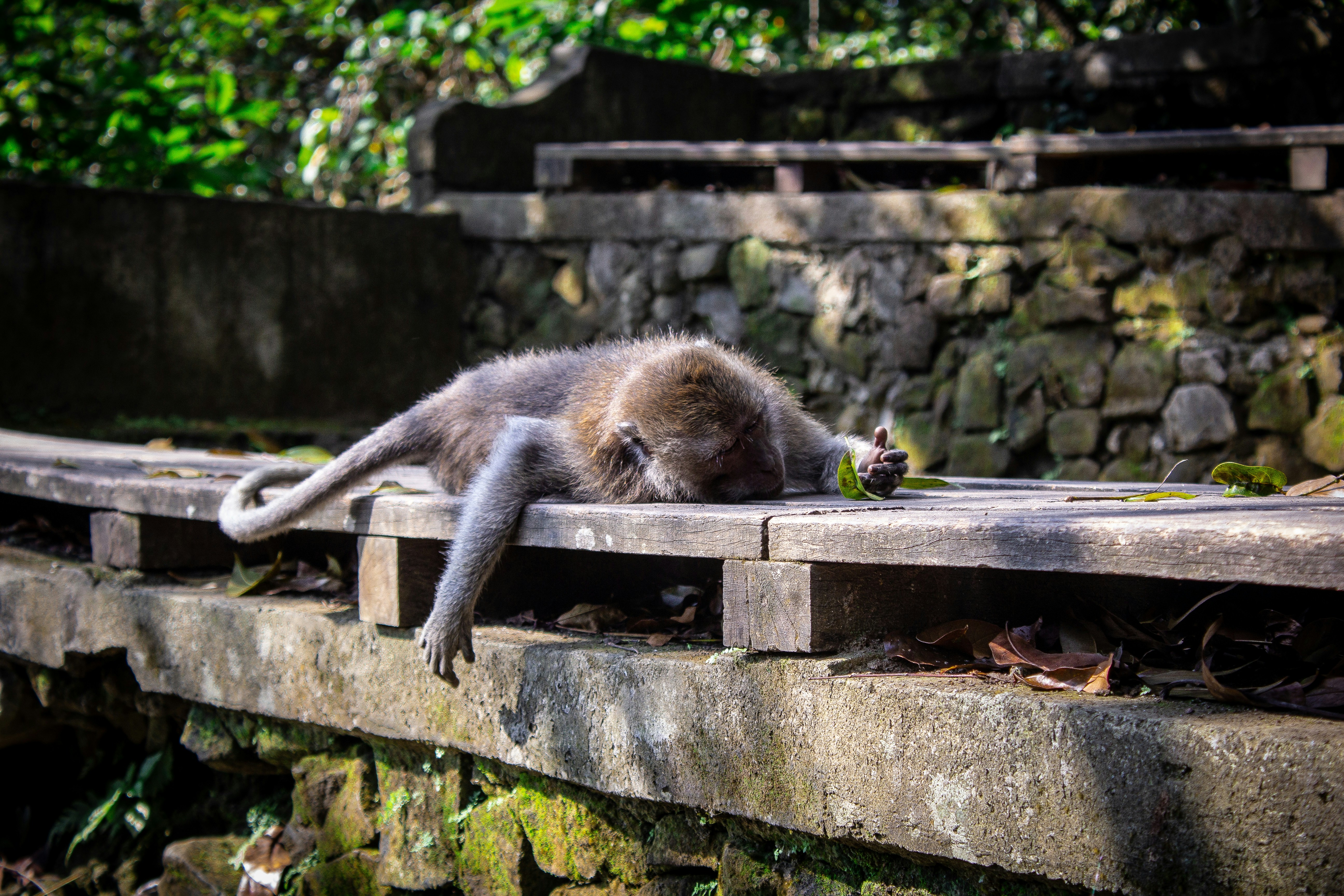 brown monkey lying on brown wooden surface