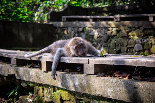 brown monkey lying on brown wooden surface in Ubud Indonesia