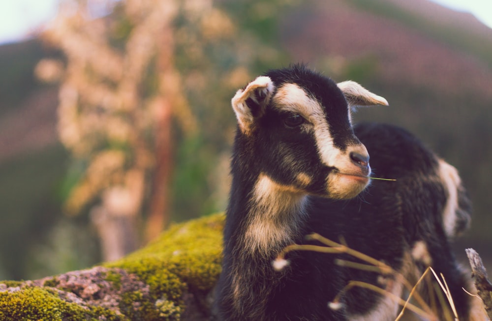 black and white goat