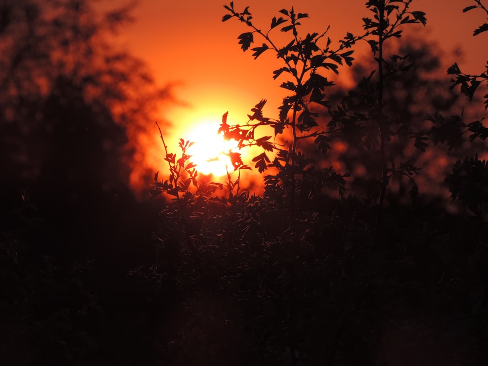 silhouette of plants during golden hour