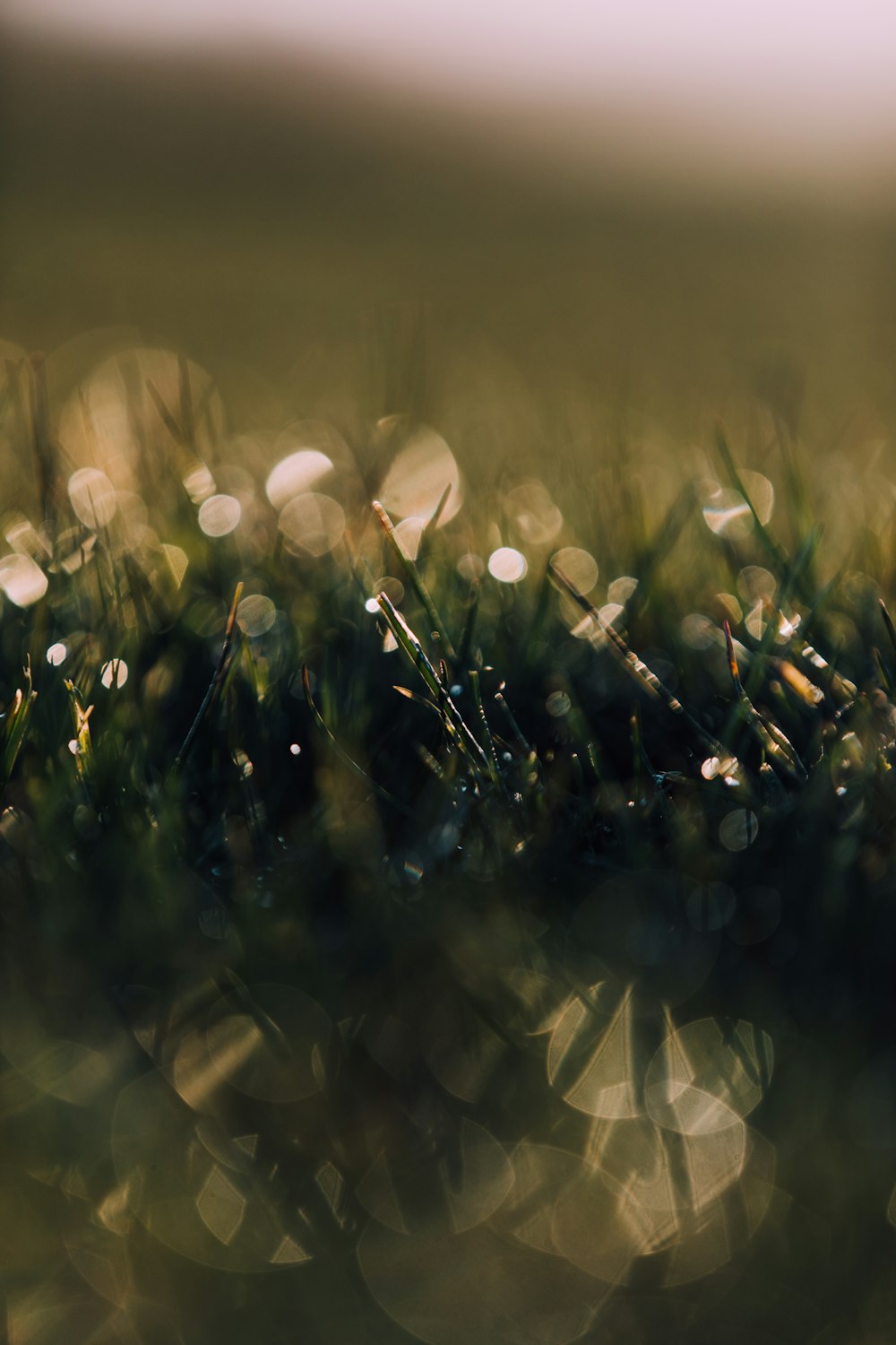 water dews on grasses