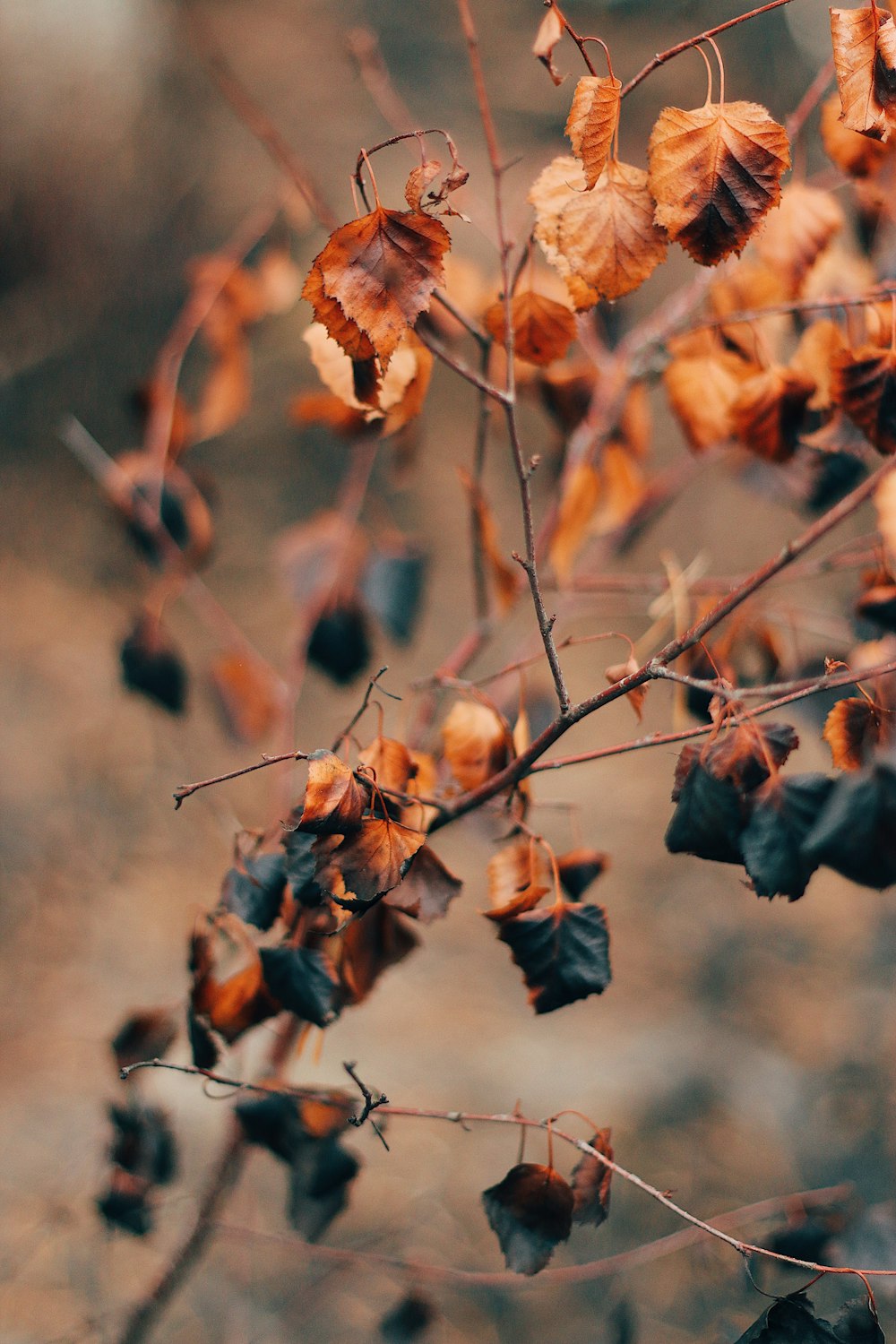 Photographie sélective de la feuille brune