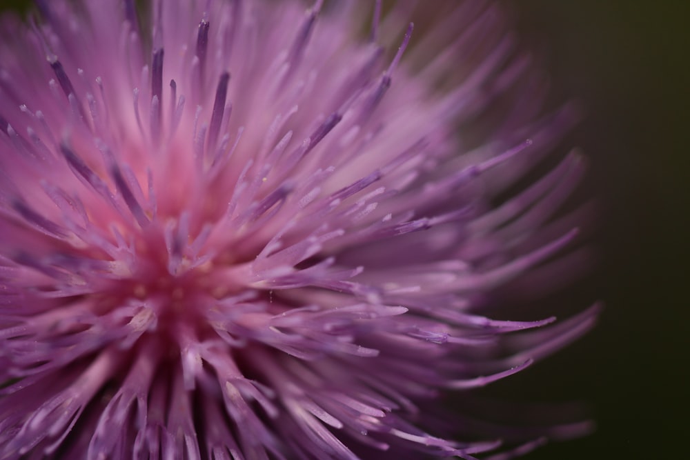 macro shot photography of purple flower