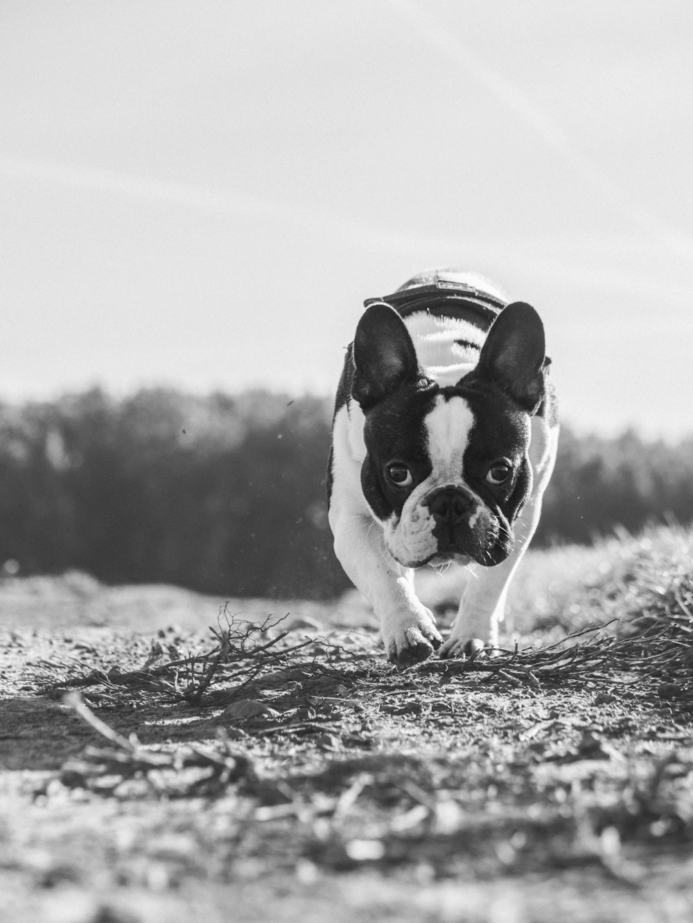 greyscale photography French bulldog