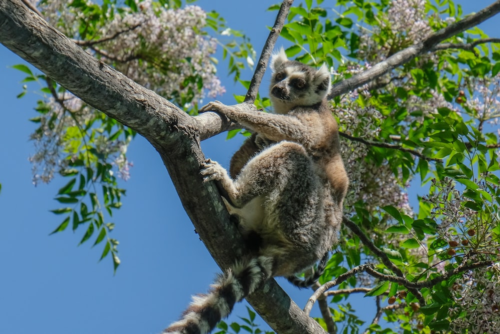 koala bear on tree branch