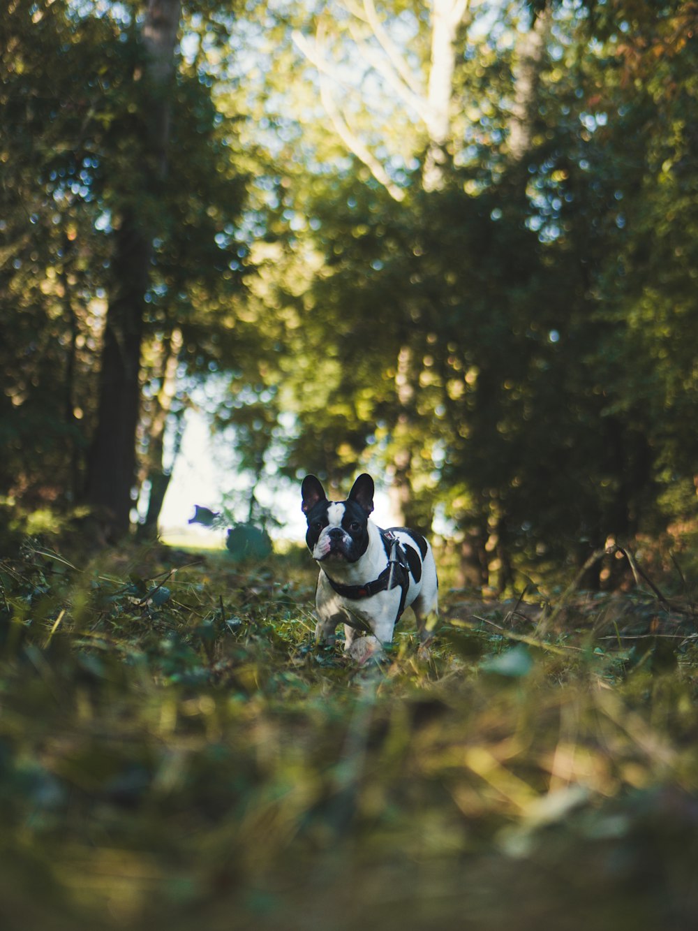 black and white French bulldog puppy