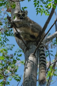 A lemur is perched on a tree branch high above the ground. Its long, striped tail hangs down, and it is surrounded by green leaves and a clear blue sky. The lemur is looking directly at the camera, holding onto the branches with its hands.