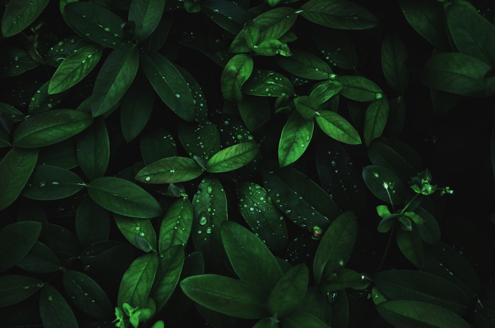 green-leafed plant wallpaper