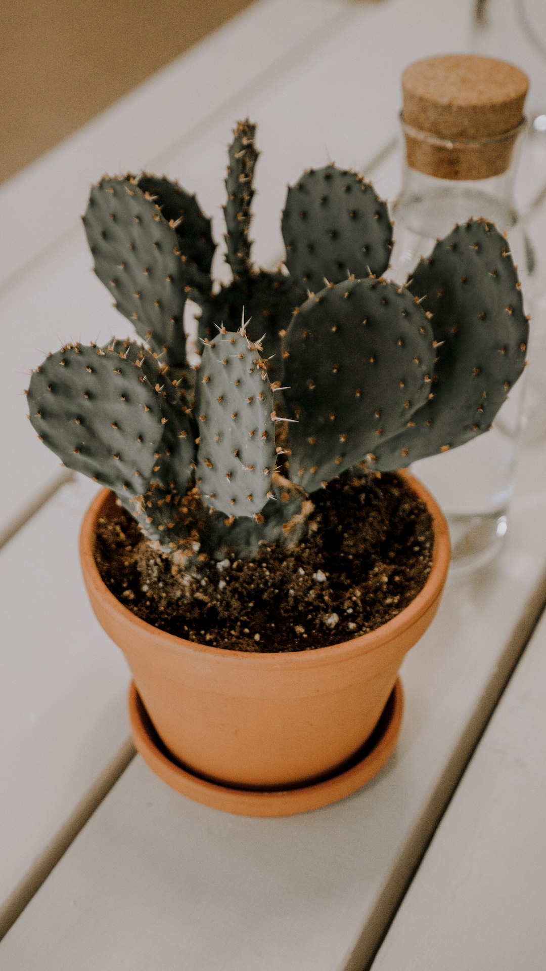 cactus plant in pot