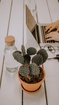 A potted cactus is placed on a white wooden table next to a cork-topped glass water bottle. In the background, a person is typing on a laptop.