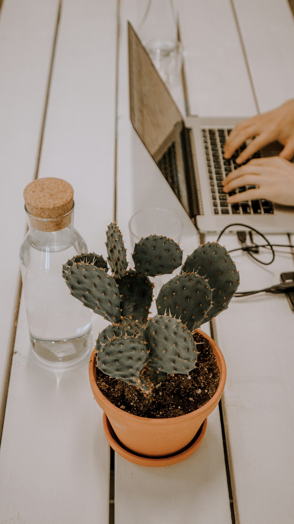 green cactus plant beside clear glass bottle