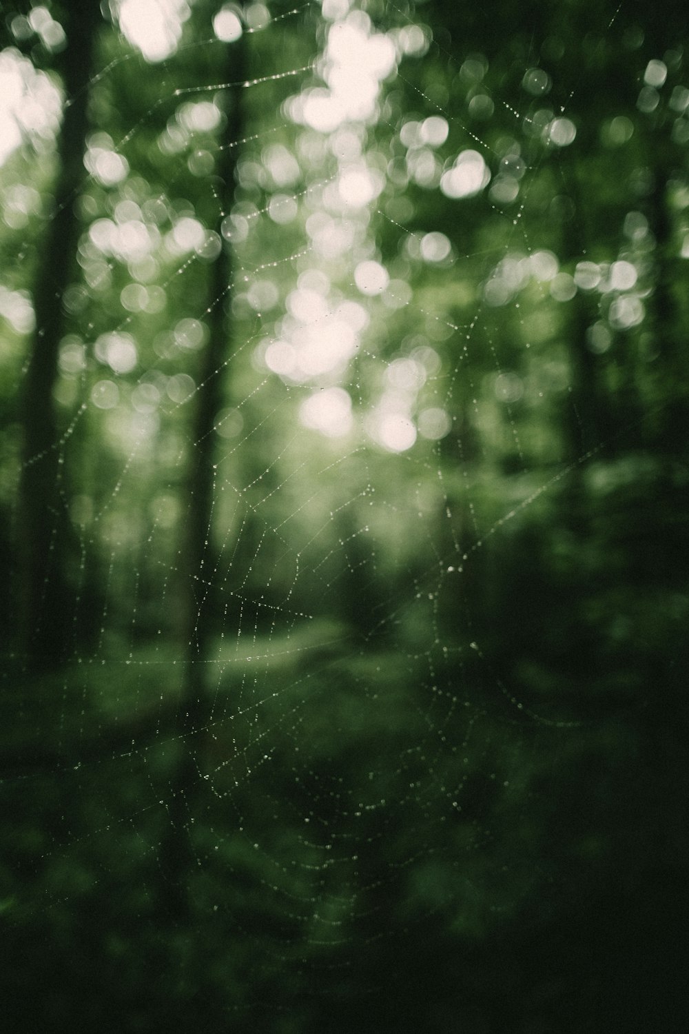 cobweb in woods