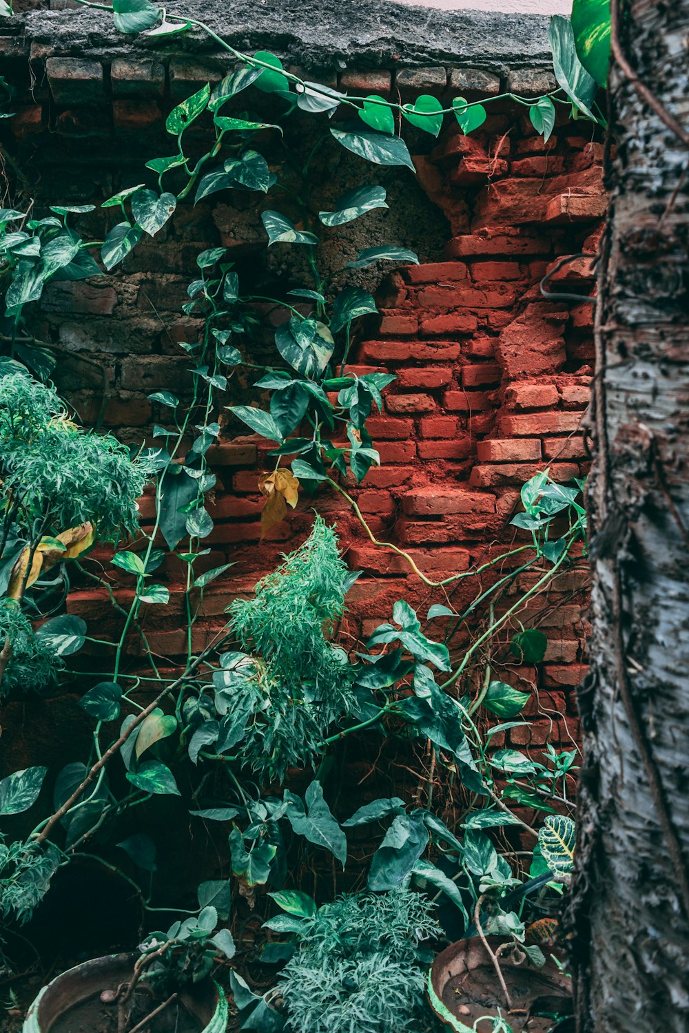 green vines on brown brick wall