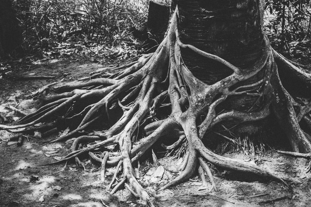 grayscale of photo root of tree