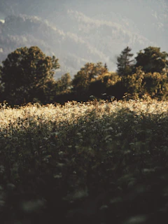 Close-up of wildflowers blooming in a sunlit meadow with distant mountains