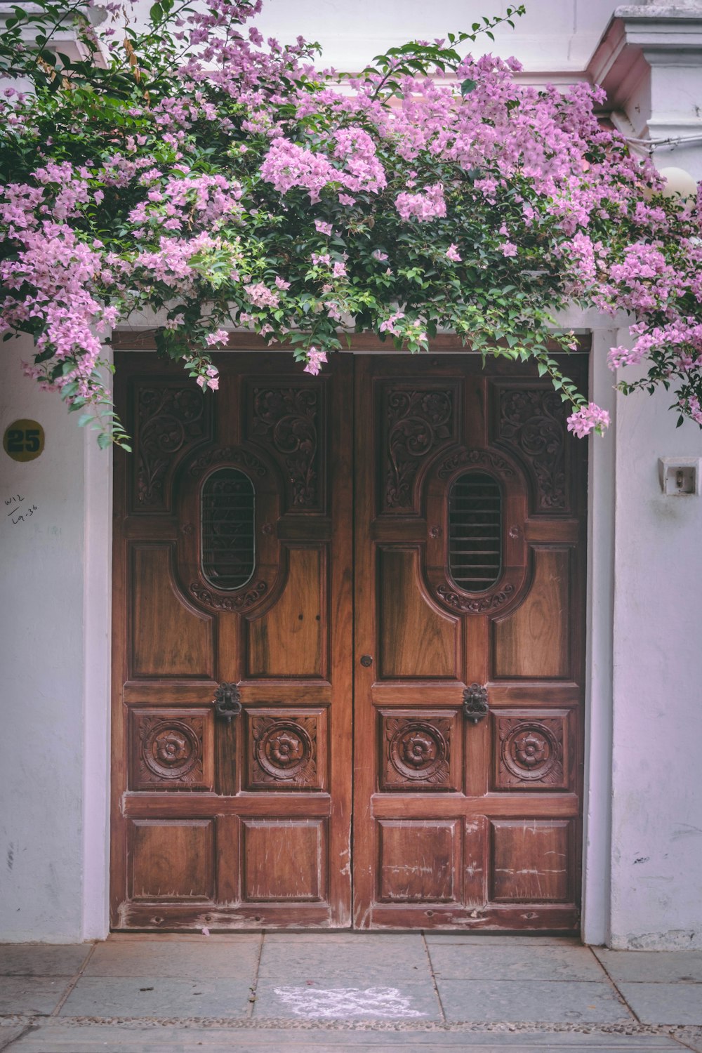 pink bougainvillea flowers above closed doors