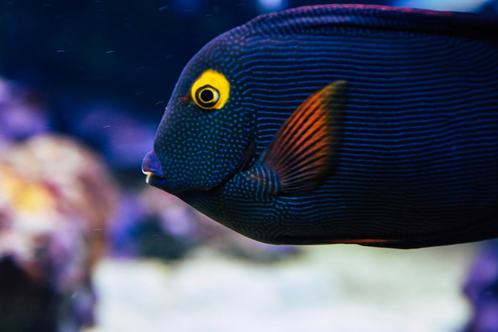 blue and orange fish