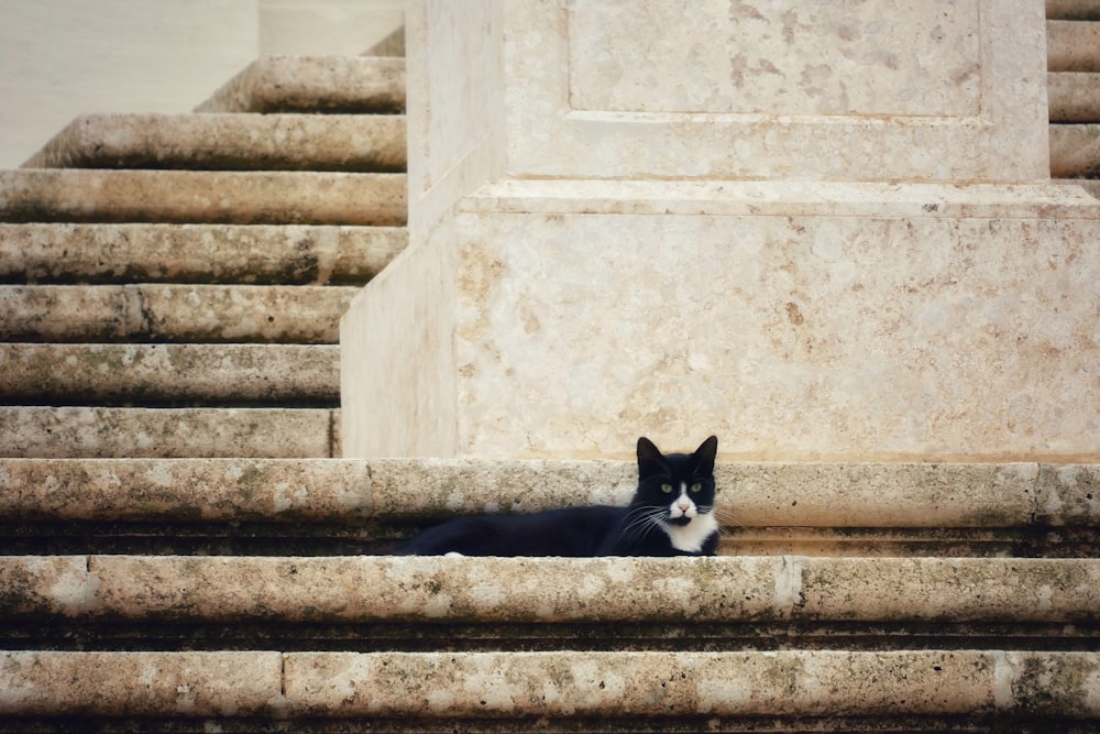 tuxedo cat hiding on stairs