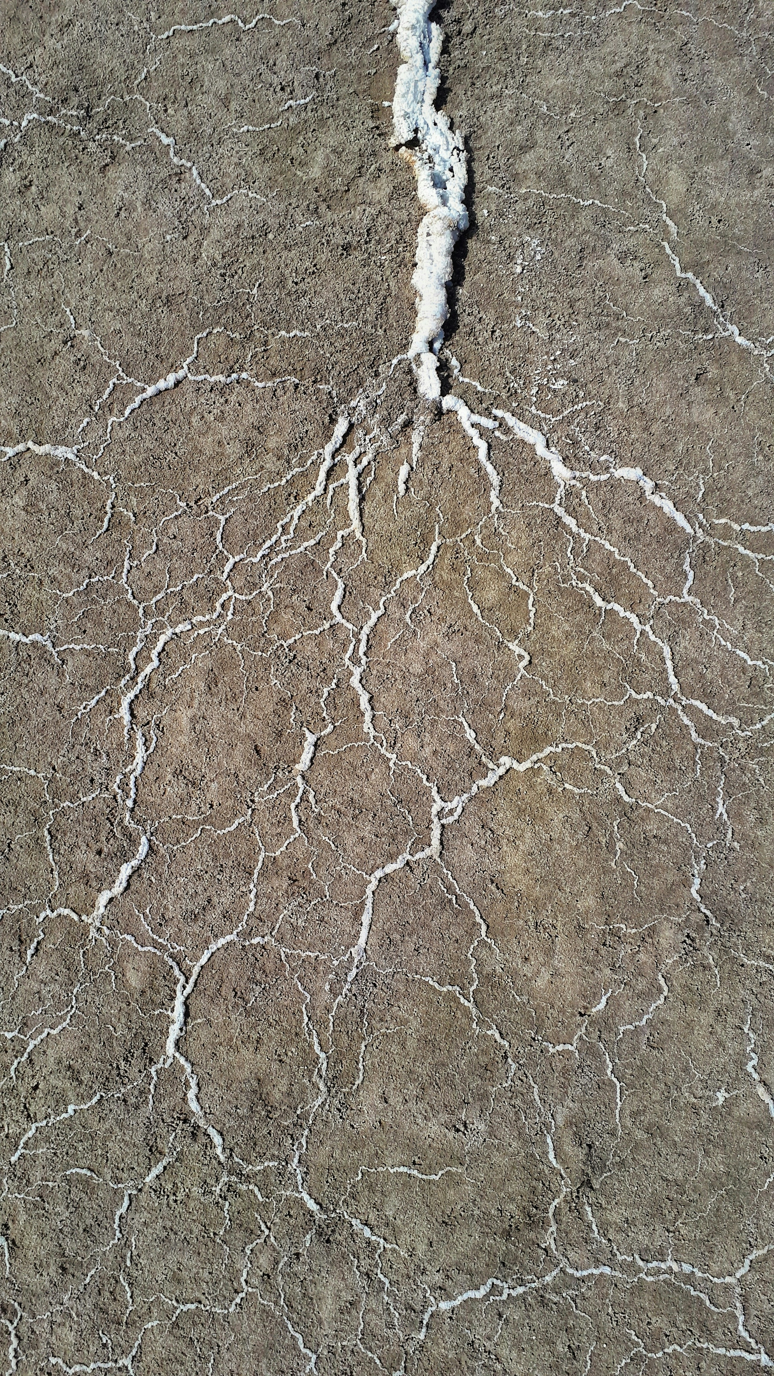 White roots photo – Free Nature Image on Unsplash