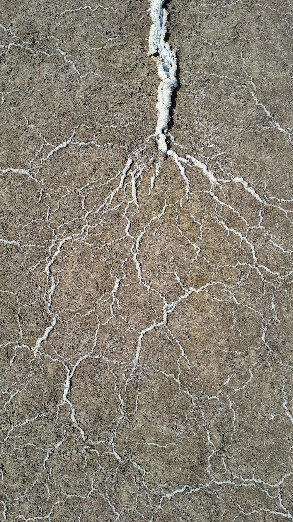 white roots