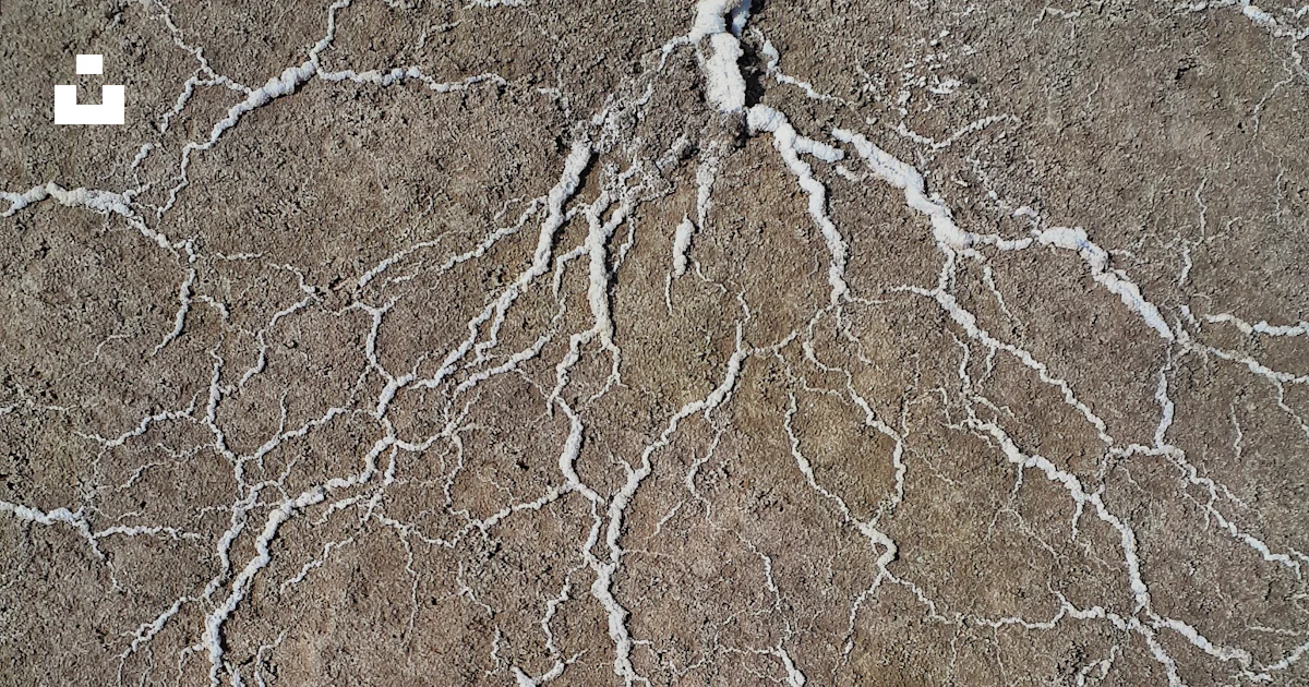 Root White Particle White roots photo – Free Nature Image on Unsplash