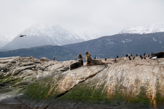 two gray dogs in Canal De Beagle Argentina