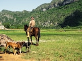 man riding on brown horse in green field