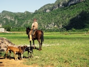 man riding on brown horse in green field