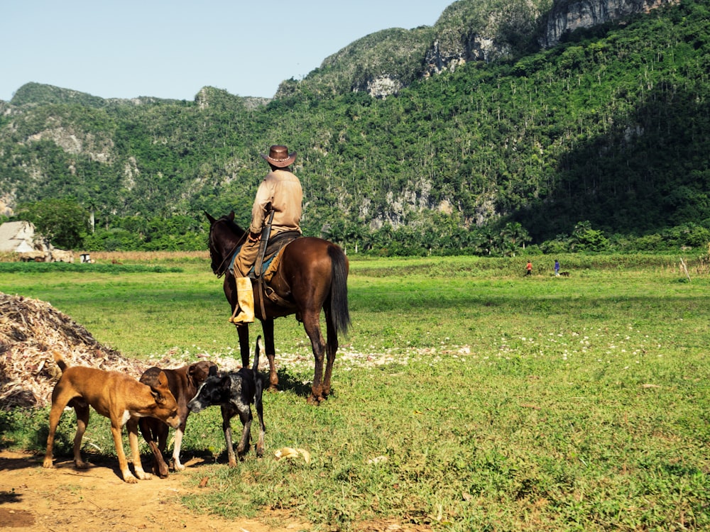 Homem montado em cavalo marrom no campo verde