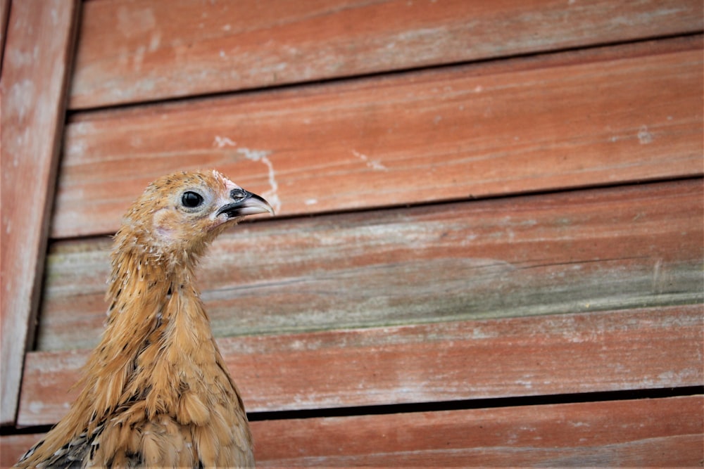 brown chicken