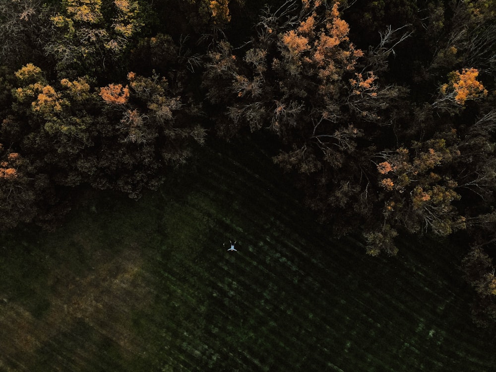 Fotografía de árboles a vista de pájaro