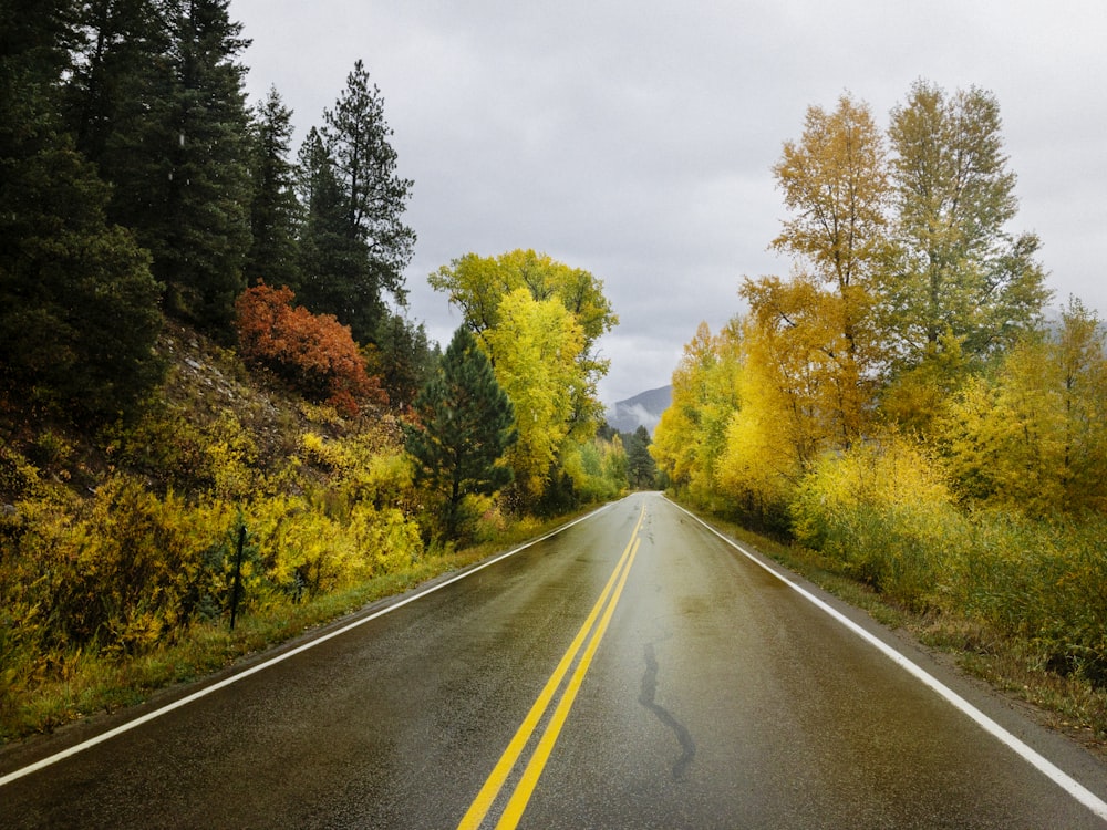 empty road way beside trees during daytime