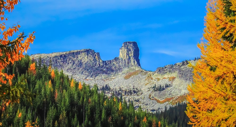 green trees overlooking mountain