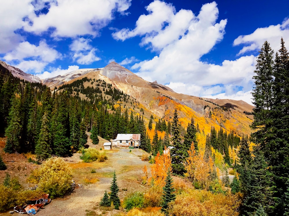 house surrounded with pine trees under blue sky