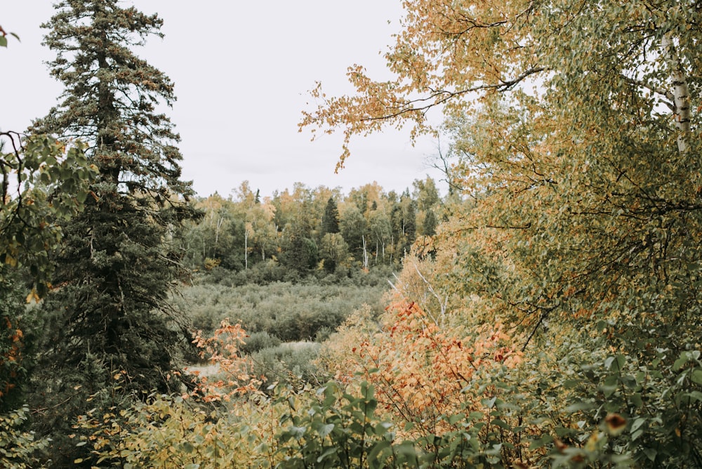 green and brown trees during daytime