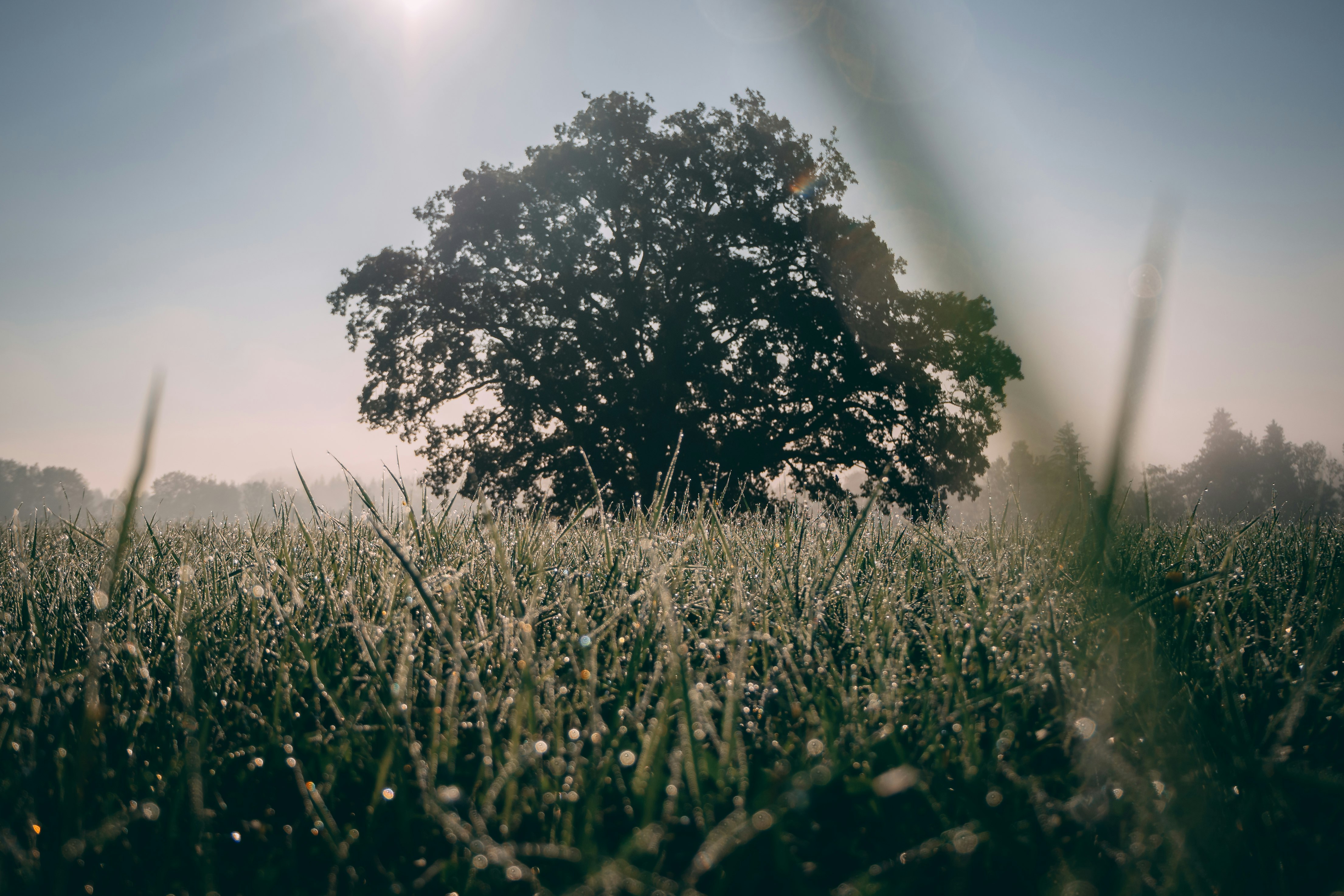 silhouette photography of tree and grass field