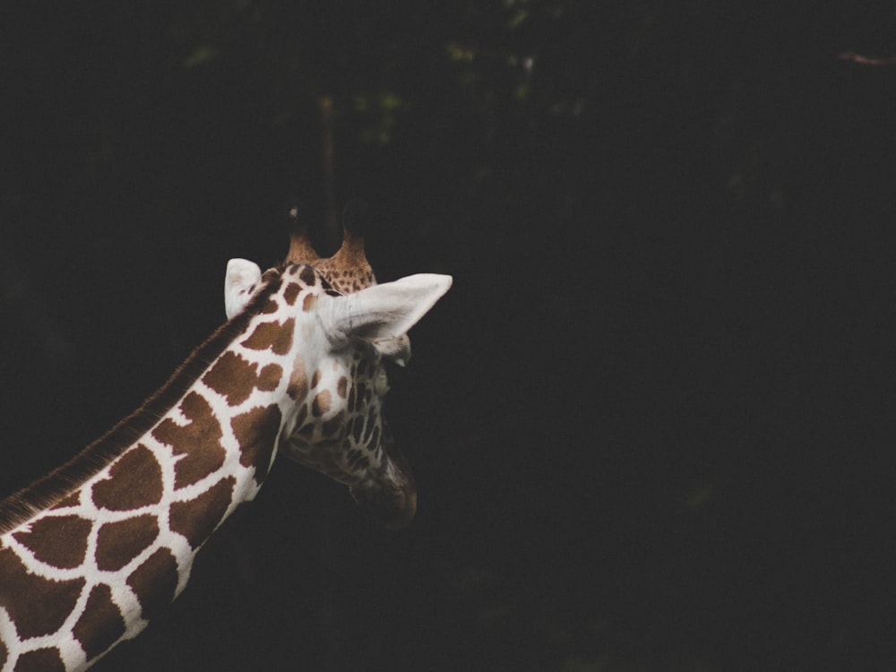 brown and white giraffe