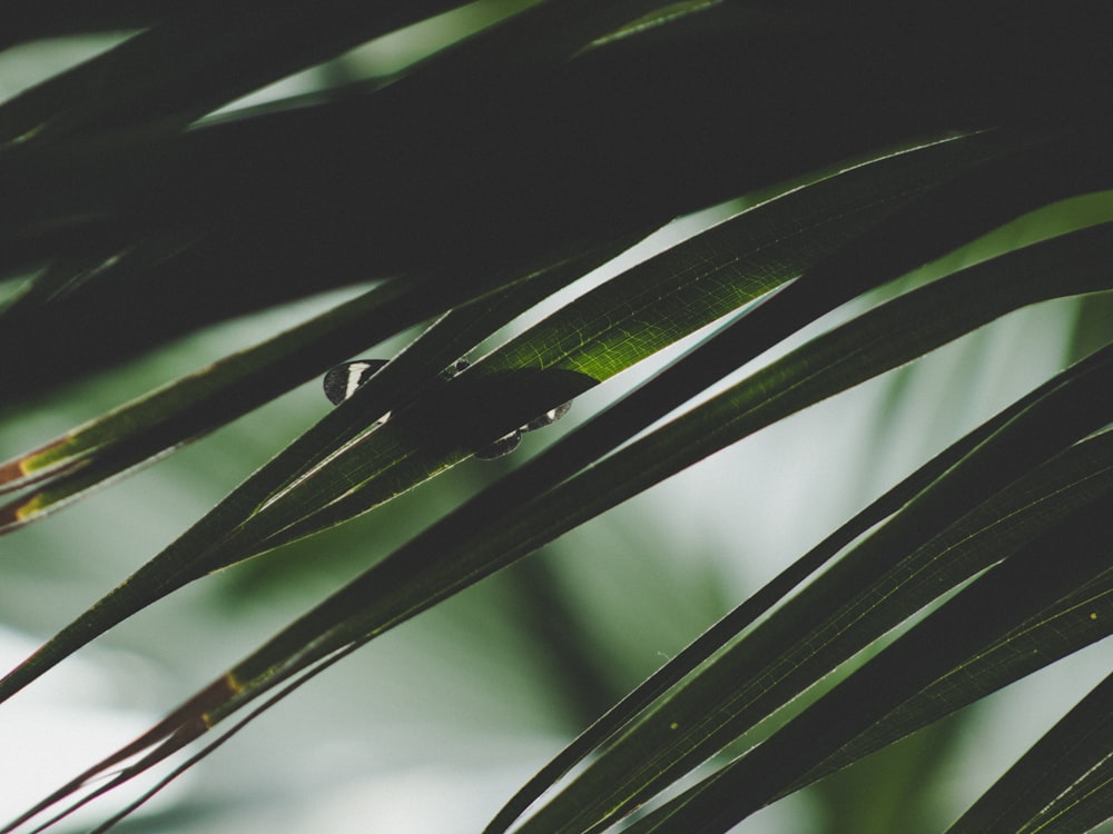 Selektive Fokusfotografie von grünen Blättern