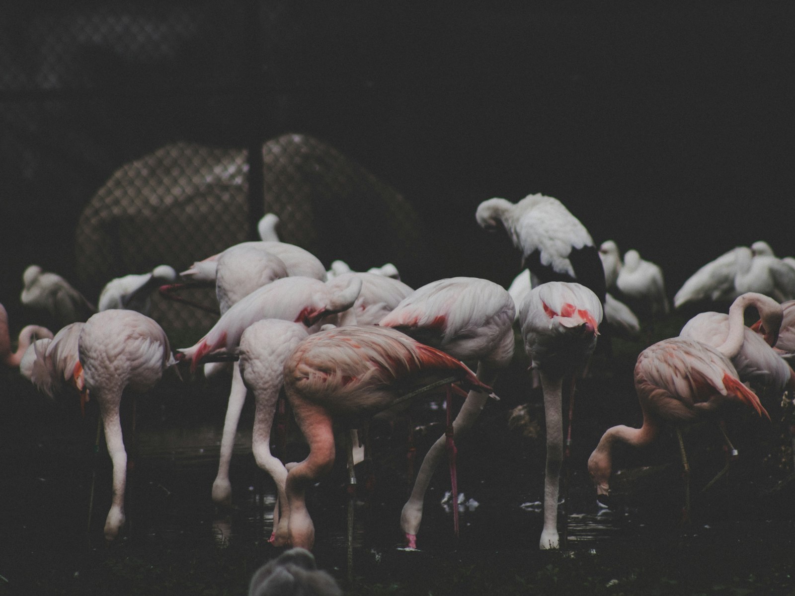 Canon EOS 80D + Canon EF 75-300mm f/4-5.6 sample photo. Group of flamingos with photography