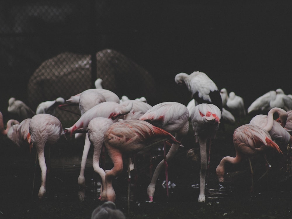 Groupe de flamants roses sur fond noir